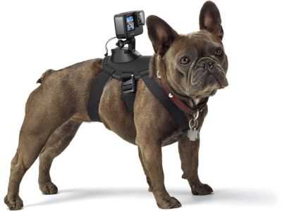 GoPro Fetch Dog Harness - Official GoPro Mount